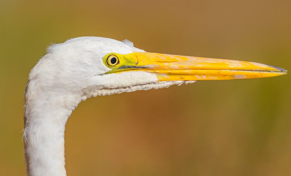 image optimization for AI search visual clarity